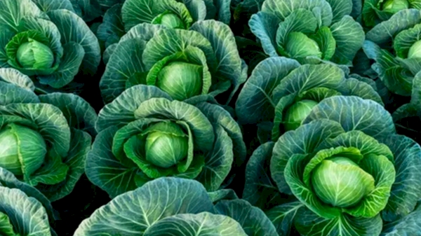 Uzbekistan exported 55.4K tons of cabbage in early 2025