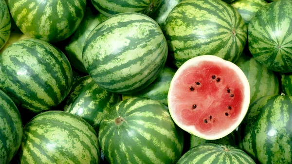 Uzbekistan increased watermelon exports by 67.7%