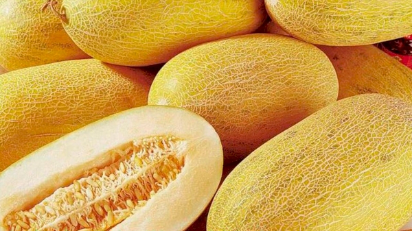 Melons worth about 11 million US dollars were exported from Uzbekistan