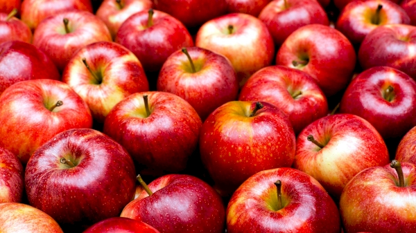 Uzbekistan exported apples worth 7.8 million US dollars in the last 6 months