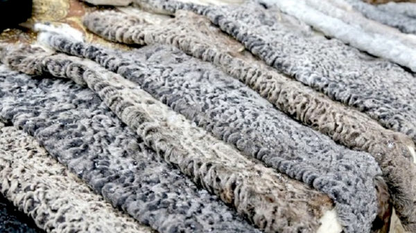 Karakul pelt output in our republic rose by 2.3%