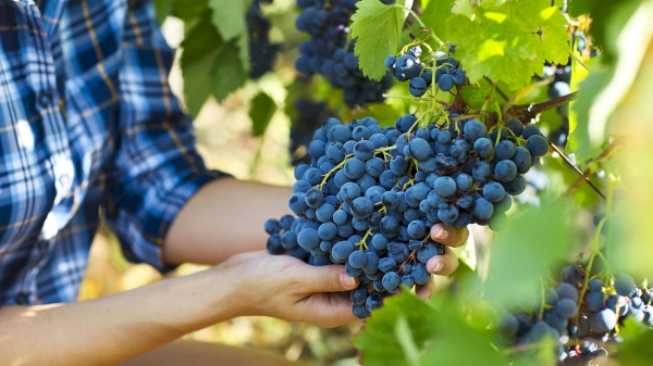 Grape production volume increased by 7.8%